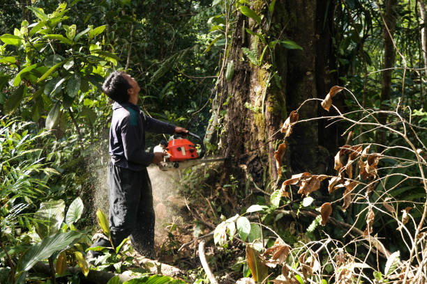 Trusted Brent, AL Tree Removal Experts