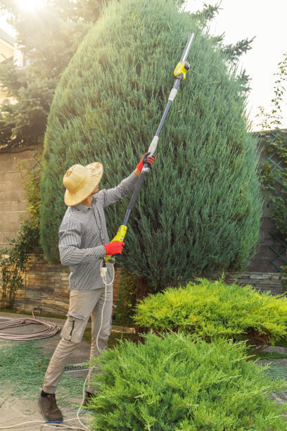 Leaf Removal in Brent, AL